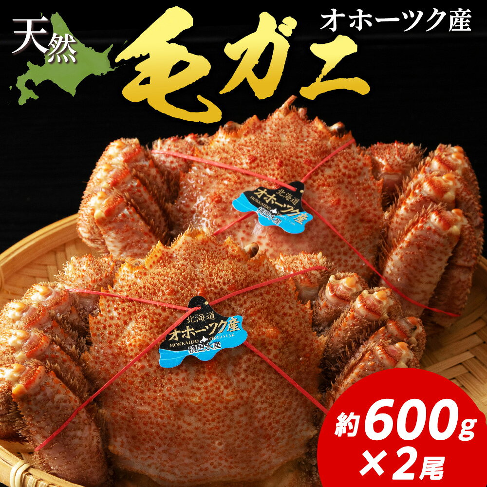【ふるさと納税】 毛ガニ 約600g×2尾かに カニ 蟹 毛蟹 冷凍 北海道 オホーツク産 姿 蟹みそ 殻付き ボイル 北海道ふるさと納税 ふるさと納税 北海道 浜頓別 通販 贈答品 贈り物