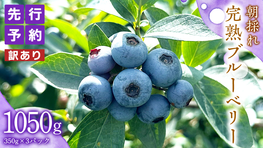 【 訳あり 】 朝採れ 完熟 ブルーベリー 1050g ( 350g × 3パック ) 【 2026年 7月中旬頃より発送開始 】 ぶるーべりー フルーツ 果物 くだもの 新鮮 ベリー 小分け 朝どり 国産 生 規格外 不揃い