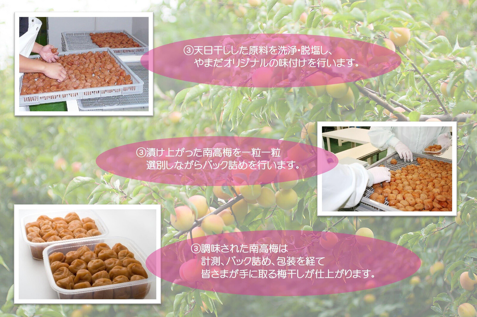 【定期便・3ヵ月毎 全3回】紀州南高梅 「花」 850g ［YM8］