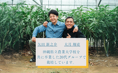 【2025年 先行予約】金蜜マンゴー&アーウィンマンゴー家庭用 食べ比べセット　1kg以上 家庭用 先行予約 沖縄 甘味 糖度 濃厚 おいしい お土産 アーウィン きんみつ 食べ比べ まんごー 自分用