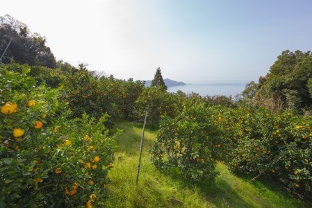 【農家直送】愛媛県産 不知火 贈答用 4.5kg みかん 柑橘 完熟 ※2024年2月下旬～3月下旬頃に順次発送予定