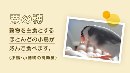 エクセル 粟の穂 130g × 5袋 小鳥用 鳥 ハムスター 小動物 ペットフード 餌 えさ ビタミン ミネラル 食物繊維 穀物  [BU023sa]