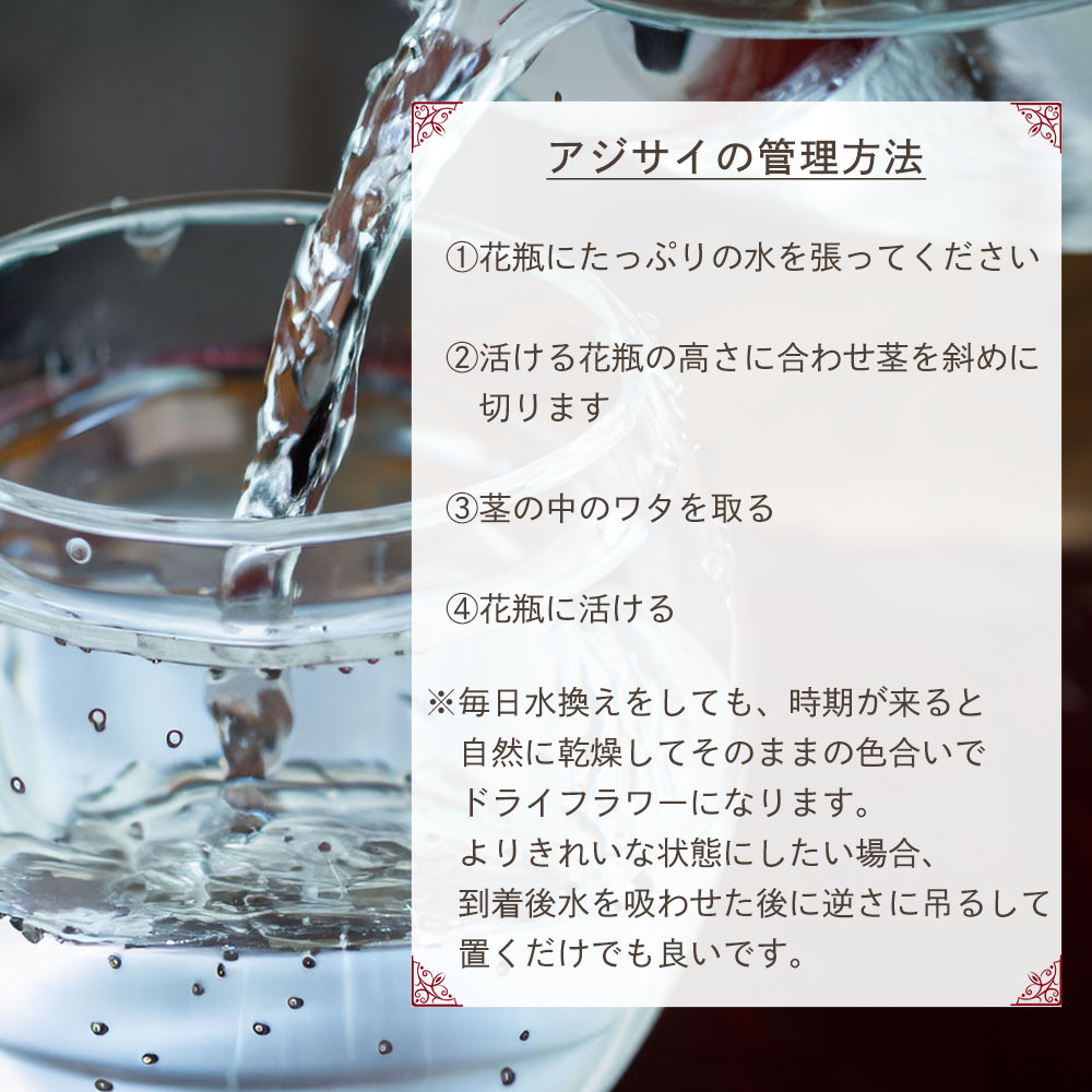 アジサイ管理方法です。