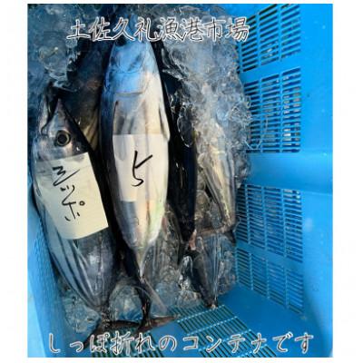 ふるさと納税 南国市 【訳ありしっぽ折れ】冷凍かつおたたき650g |  | 01