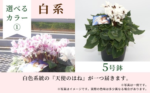 【カラー：白系】 希少 天使のはね シクラメン ５号鉢 天使のはね 農林水産大臣賞受賞歴あり 花 白 紫 プレゼント 贈り物 鉢花 鉢 ガーデン ガーデニング 愛知県産 クリスマス 高品質 高評価 珍しい 花 植物 冬の花 -260