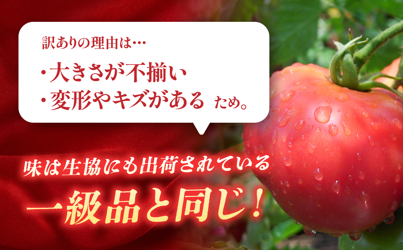 【訳あり】 トマト 約2キロ / とまと 野菜 果物 訳アリ 恵那市 / 馥郁農園 [AUCK013]