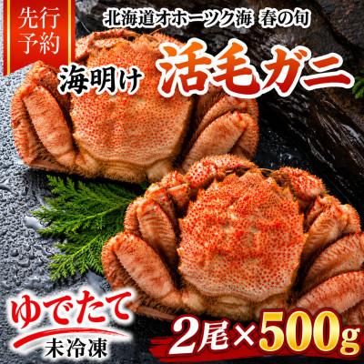 ふるさと納税 旭川市 【先行予約】北海道オホーツク産海明け活毛ガニボイル未冷凍チルド冷蔵配送500g前後×2尾_03500