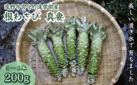 根わさび 真妻 200g (3～4 本)  【葵食品】 生産者直送 生 新鮮 岩手県 遠野市 特産 /刺身 お肉 ステーキ 薬味 わさび丼
