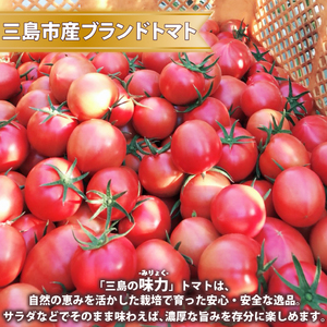 【予約受付中】三島の味力トマト 1kg トマト 完熟 高糖度 野菜 数量限定 フルーツ トマト とまと 贈答用 1万円以下