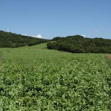 【岩手県 遠野産】菊池農産の干し大根(切り干し)40g×30袋 / 道の駅遠野風の丘【1532264】