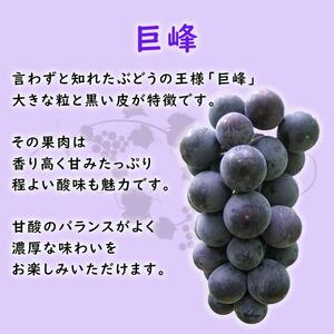 【2026年先行予約・数量限定】朝採り 巨峰「種なし」 訳あり品 約２kg＜2026年8月中旬～発送＞