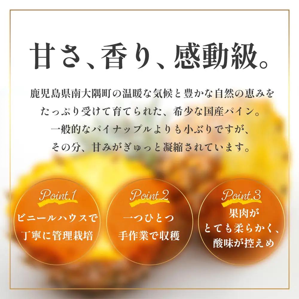 【2027年先行予約・数量限定】パイナップル/ボゴール種 (約800g×6玉) DS-1｜パイン パイナップル パインアップル フルーツ ボゴールパイン スナックパイン 産地直送 送料無料 鹿児島県 