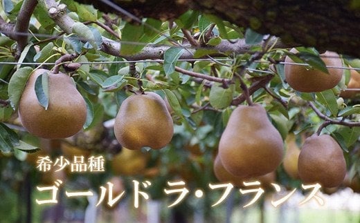 
            No.2233ヤマ考紺野果樹園 ゴールド ラフランス 約3kg【2025年発送　先行予約】
          