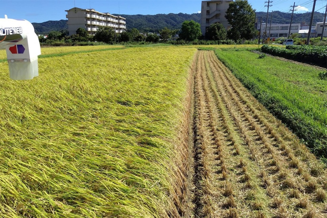 京都 丹後産コシヒカリ（玄米5kg）　MD00001