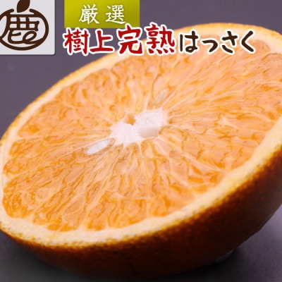 厳選 樹上完熟はっさく10kg+250g(傷み補償分)【有田の春みかん・五月八朔・木生りはっさく】【配送不可地域：離島・北海道・沖縄県】