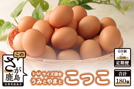 【定期便】たまご 佐賀鹿島産 平飼い初卵「うみとやまとこっこ」 上田養鶏場 たまご60個×3回 タマゴ 玉子D-117