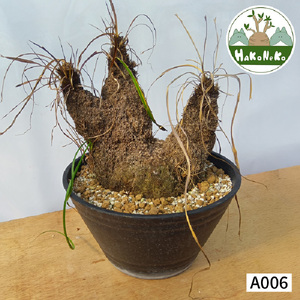 キセロフィタ トリコフィラ (発根管理済) A006｜観葉植物 コーデックス 盆栽 鉢植え インテリア ハコネコ [0687]