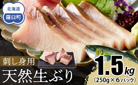【2025年12月発送】北海道 知床羅臼産 天然ぶり刺身 1.5kg (250g×6パック) 魚 海産物 魚介 魚介類 ブリ 鰤 刺身 ご飯のお供 冷凍 生産者 支援 応援