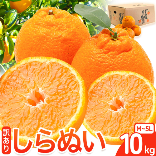 訳あり 不知火 ( デコポン と同品種 ) しらぬい 約 10kg (M～5Lサイズ) どの坂果樹園《2027年2月上旬-4月上旬頃出荷》 和歌山県 日高川町 しらぬい 不知火 デコポン でこぽん 旬 果物 フルーツ 柑橘 訳あり不知火 訳ありデコポン 訳ありしらぬい 送料無料