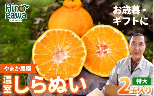 【12月発送】 温室 不知火 （ しらぬい ） 2玉入 / デコポン ハウス栽培 甘い 和歌山 柑橘 お歳暮 ※2026年11月下旬〜2026年12月下旬に順次発送【ymk006-p-2】