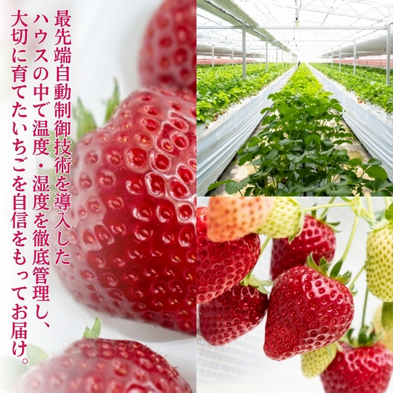 希少品種黒色いちご「真紅の美鈴（しんくのみすず）」1箱