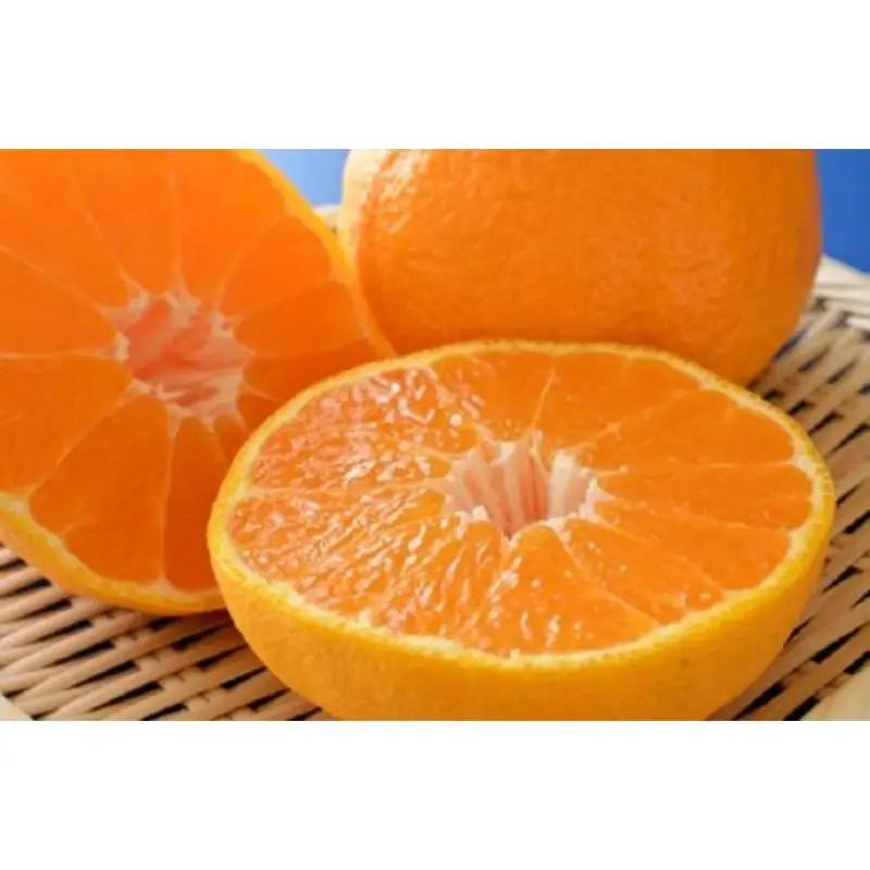 【大人気】和歌山有田の濃厚デコポン　15～24玉(約5kg)※2027/1/25～3/31（順次発送予定）【ard005C】