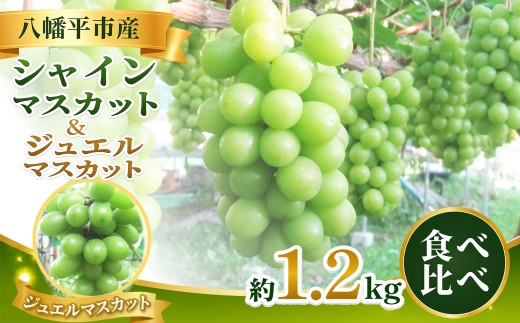 2026年10月中旬発送開始予定！【数量限定】食べ比べ！八幡平市産 シャインマスカット＆ジュエルマスカット 約1.2kg 家庭用 ／ 佐々木ぶどう園 ますかっと ぶどう 葡萄 ブドウ 果物 くだもの フルーツ 旬 新鮮