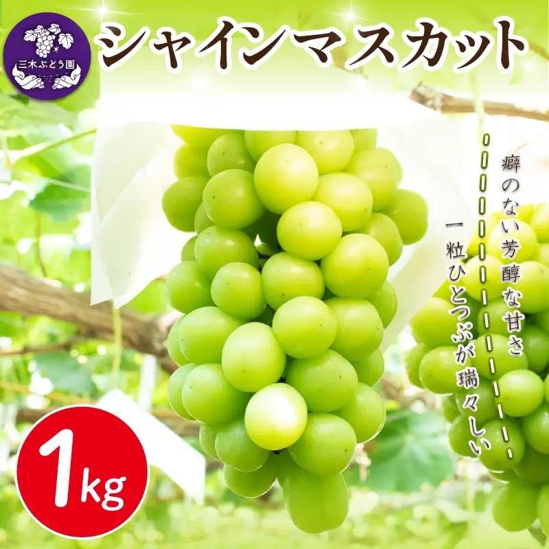シャインマスカット 約1kg 【 シャインマスカット 】