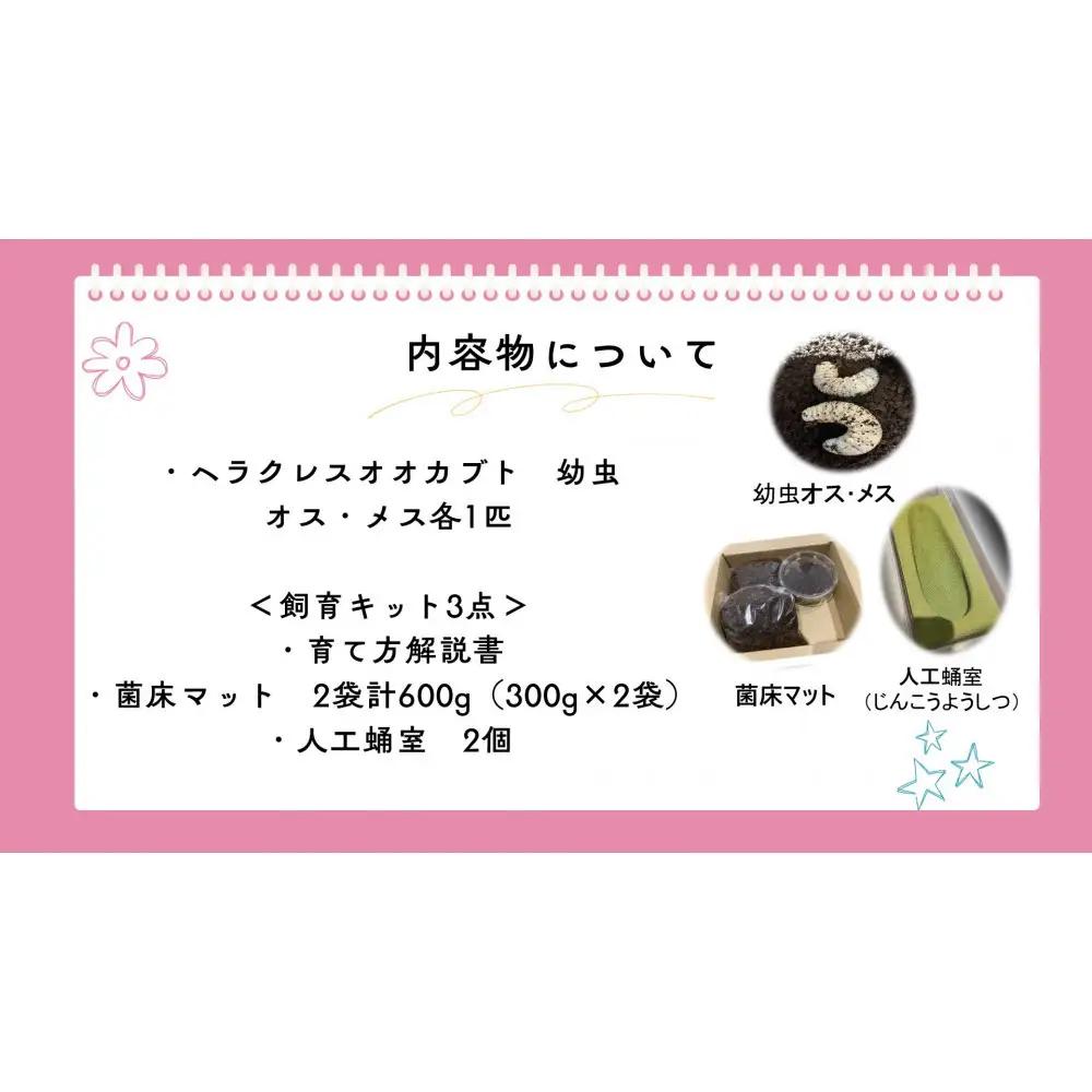 【虹色Farm】ヘラクレスオオカブト 幼虫2匹(ペア)飼育キット3点付(育て方解説書・菌床マット・人工蛹室)｜京都 ヘラクレス 人気