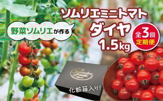 【 定期便 】ソムリエミニトマト「 ダイヤ 」 1.5kg × 3カ月 | 野菜 やさい トマト とまと 銀賞 熊本県 玉名市
