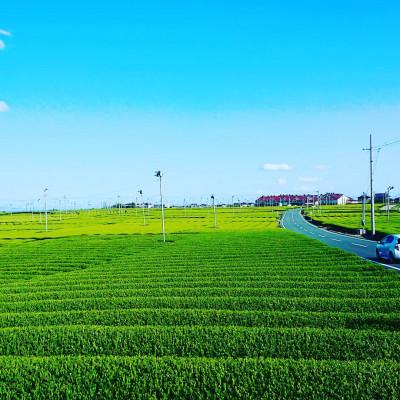 ふるさと納税 島田市 農家直送　上質なお茶だけ飲み比べセット |  | 03