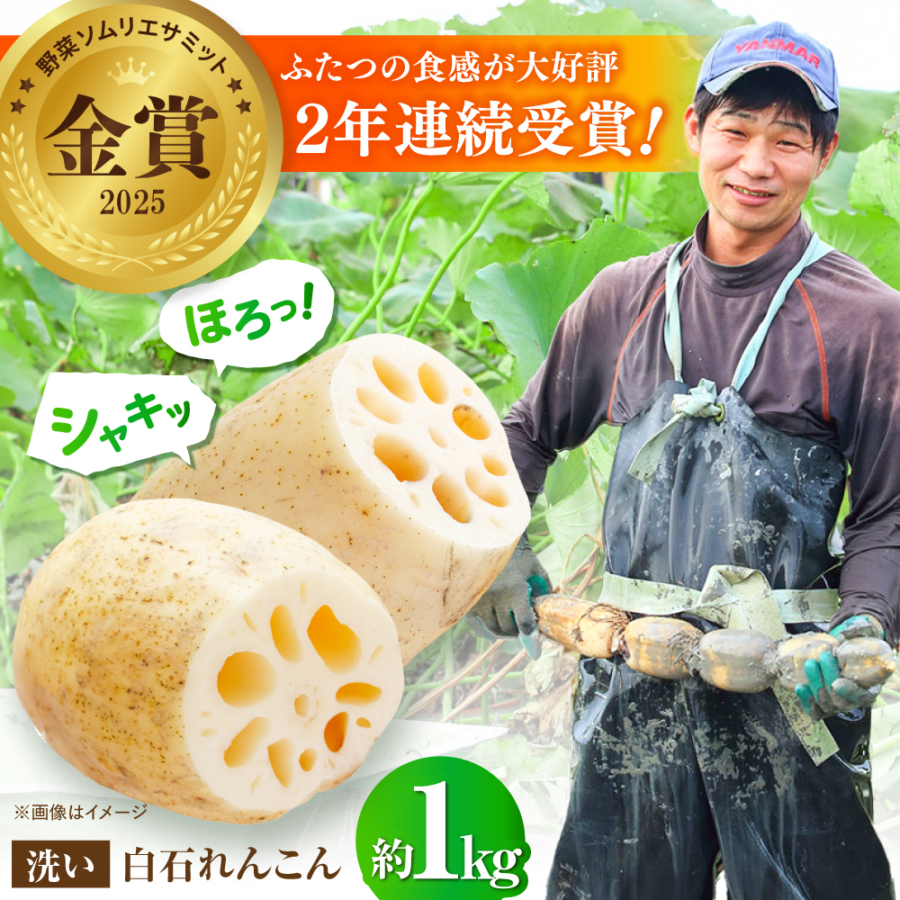 【野菜ソムリエサミット金賞】白石町産 絶品洗いれんこん約1kg【野中農園】 2026年8月～発送 [IDC001]