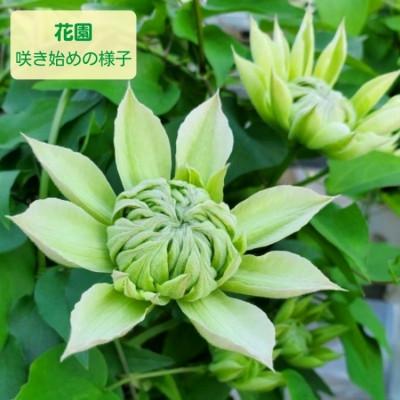 ふるさと納税 北茨城市 【長谷川園芸】北茨城産 クレマチス「花園」5寸 ※5/1〜5/7発送 |  | 02
