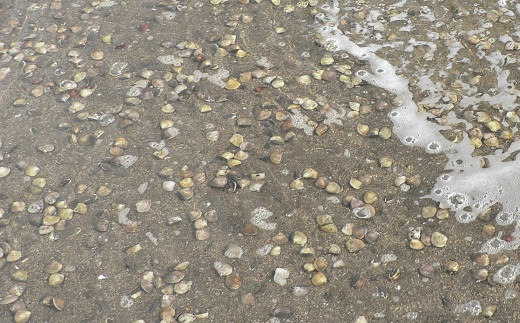 桑名はまぐり屋 蓄養はまぐり 3年～6年もの 1kg_蛤 ハマグリ 魚介 貝 魚貝 活はまぐり 焼きはま 海鮮 網焼き 酒蒸し お吸い物 パエリア パスタ 焼きはまぐり 焼き蛤  a*97