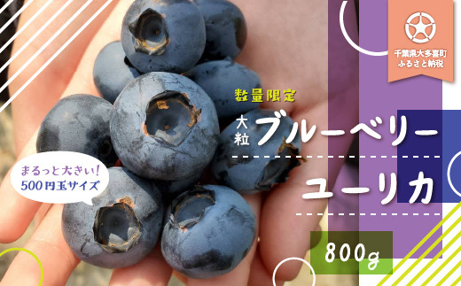 
                  W02034 大粒ブルーベリーユーリカ800g
                