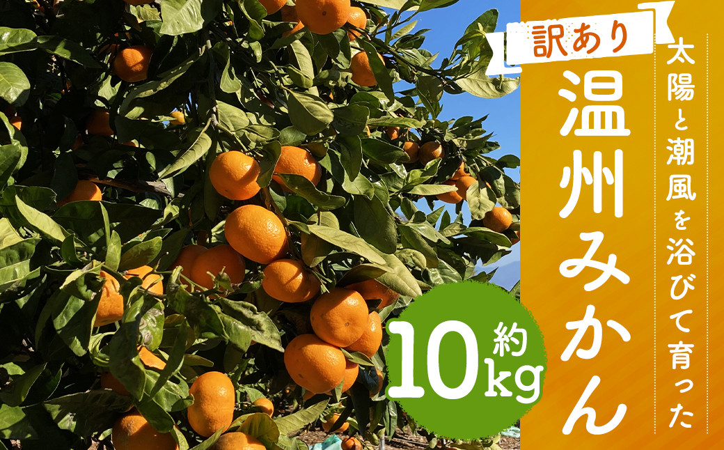 
【訳あり】 太陽と潮風を浴びて育った 長崎県時津町産 温州みかん 約10kg 【2024年12月上旬～2025年2月下旬迄発送予定】
