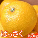 【ふるさと納税】八朔 大玉11個 約5kg 柑橘 はっさく ダイマル農園 《2024年12月中旬-2025年1月中旬頃出荷》 和歌山県 紀の川市