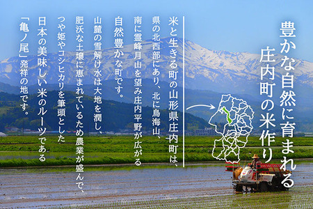 【新米受付 10月発送】R7年産 渡會さんのうまい米！つや姫10kg（入金期限：2025.9.15）