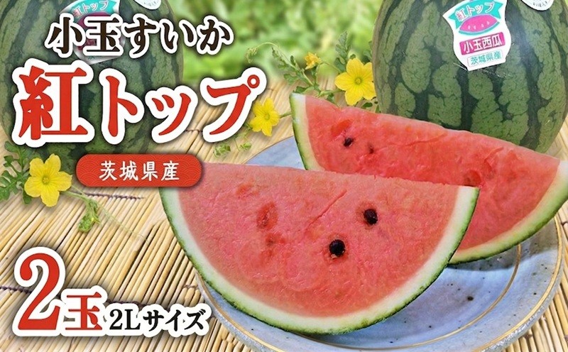 
            【 先行予約 】 希少品種 「 紅トップ 」 茨城県産 小玉 すいか  2玉入り 2Lサイズ スイカ [AG005ci]
          