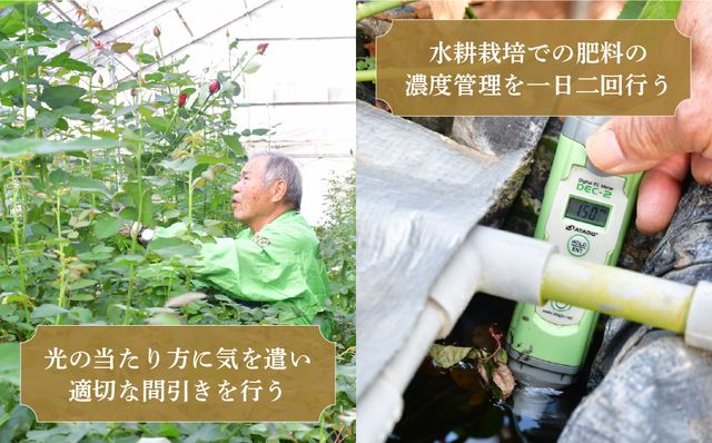 ＜配送エリア限定・着日指定必須＞ 生産農家直送 バラ花束 新鮮 赤 約26〜30本 | バラ 花束 薔薇 ローズ 植物 インテリア 誕生日 記念日 お祝い 母の日 父の日 ラッピング有り リボン付き 