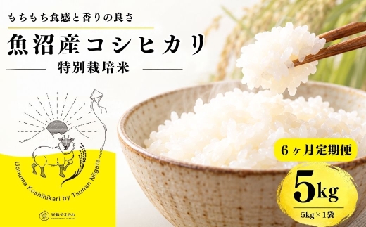 【6ヶ月定期便】【令和8年産 コシヒカリ】魚沼産コシヒカリ 特別栽培米 5kg(5kg×1袋) | 新潟県産コシヒカリ 魚沼産こしひかり 米 お米 こしひかり 白米 精米 ブランド米 津南町 米処やえざわ