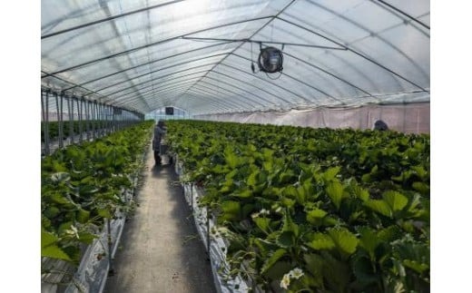 【数量限定】2026年予約販売開始 珠姫（たまひめ）×２パック 先行予約 早期終了予定あり いちご 苺 イチゴ ブランド 旬 産地 直送 フレッシュ 新鮮 いちご農家 めいとく農園 奈良県 奈良市 奈