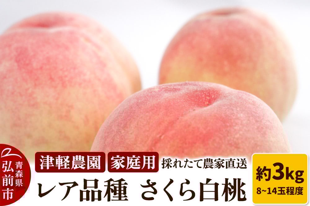 
            【 2025年産 レア品種 さくら白桃 】家庭用 約 3kg 8～14玉程度 ASIAGAP認証農場 津軽農園 採れたて 農家直送 
          