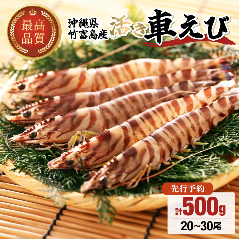 先行予約 竹富島産 活車えび 500g:20-30尾