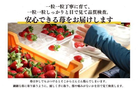 平群の古都華 いちご 4Lサイズ （2パック×2ケース） 計4パック 辻本農園 2025年2月発送 | 果物 くだもの フルーツ 苺 イチゴ いちご ストロベリー 古都華 ことか 旬の品種 産地直送 