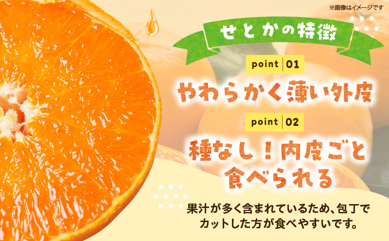 【先行予約】＜数量限定＞＜2027年2月中旬頃から順次発送予定＞《A級品》 順子姉さんのひっぱりだこ愛情せとか 2.5kg 果物 フルーツ デザート スイーツ ギフト プレゼント 贈り物 贈答 プレゼ