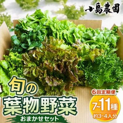 ふるさと納税 亀岡市 【毎月定期便】新鮮 旬の葉物野菜セット 7種〜11種 詰め合わせ 全6回