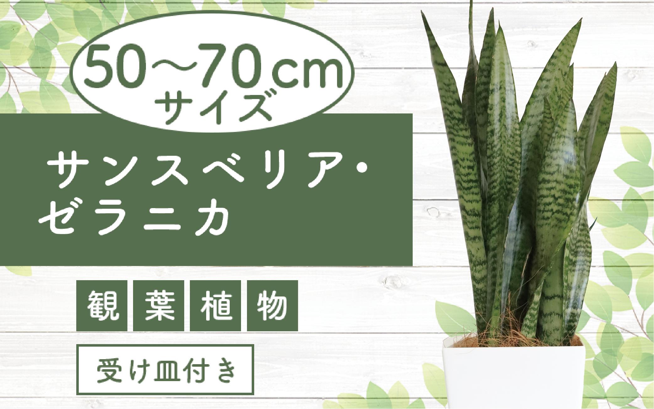 
3月上旬～発送【観葉植物】サンスベリア・ゼラニカ50cm～70cm(Green Base/014-1408) 南国鹿児島県で育った 観葉植物！植物 鉢付 インテリア 室内 オフィス おしゃれ プレゼント ギフト 開店祝い 移転祝い マイナスイオン【配送不可地域：北海道・沖縄県・離島】
