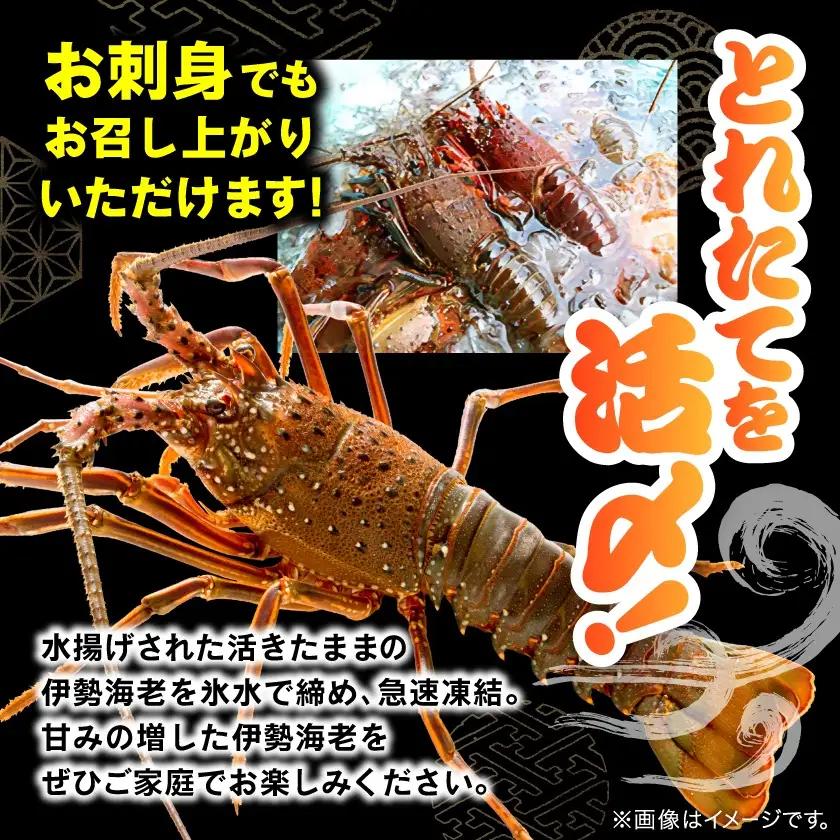 刺身用活〆冷凍伊勢海老420g【配送不可地域：離島】【1607614】