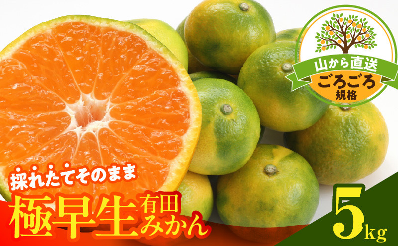 
                  【2026年先行予約】みかん 極早生 山から直送 箱込 5kg ( 内容量 4.4kg ) 採れたてそのままごろごろ規格 有田みかん 和歌山県産_MK1080
                